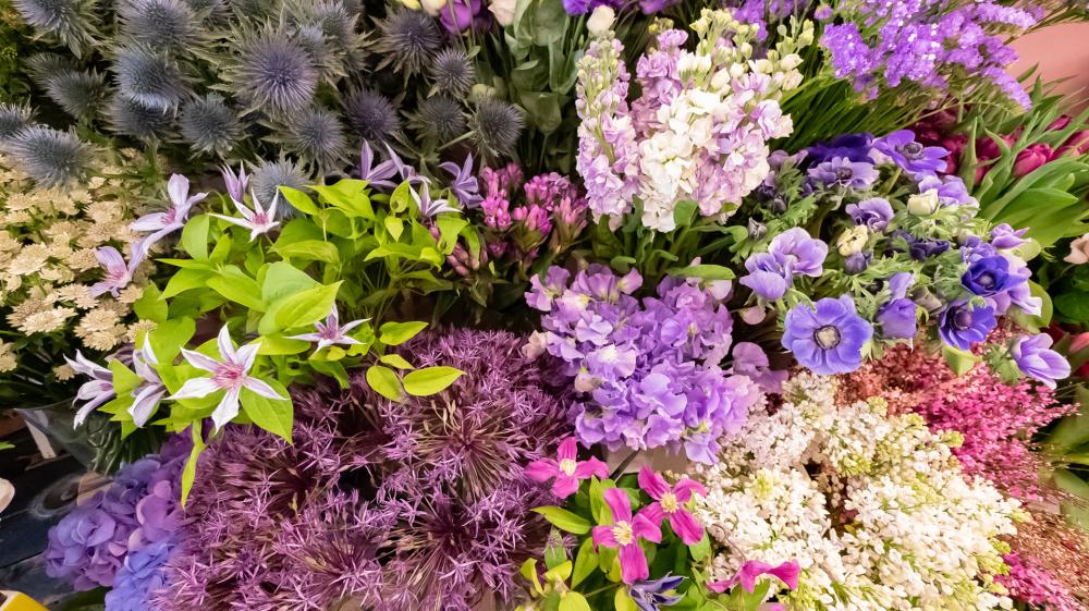 Fleurs à Élancourt