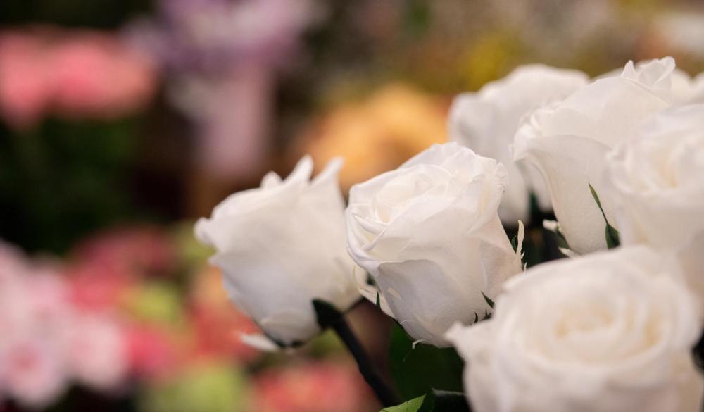 Roses-blanches
