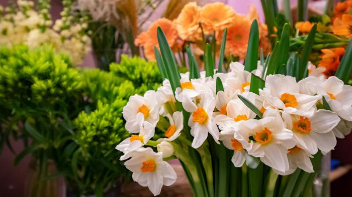 jonquilles