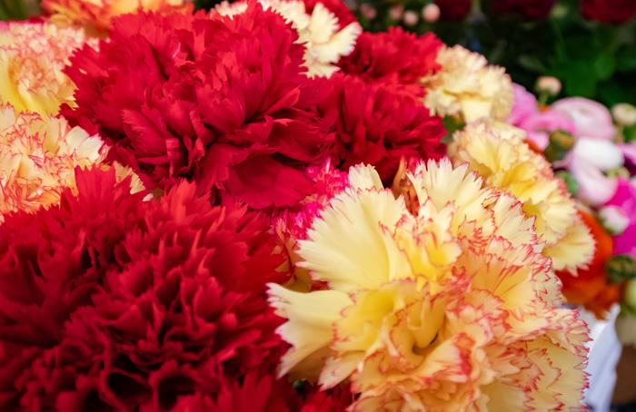 oeillets-rouge-jaune