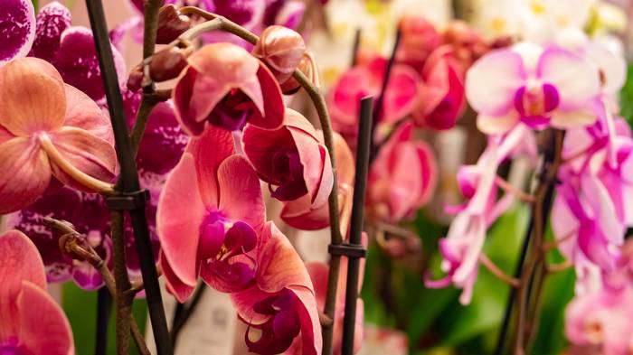 orchidees-rose